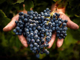 photographe vins et spiritueux Charente – antoine ollier photographie-5