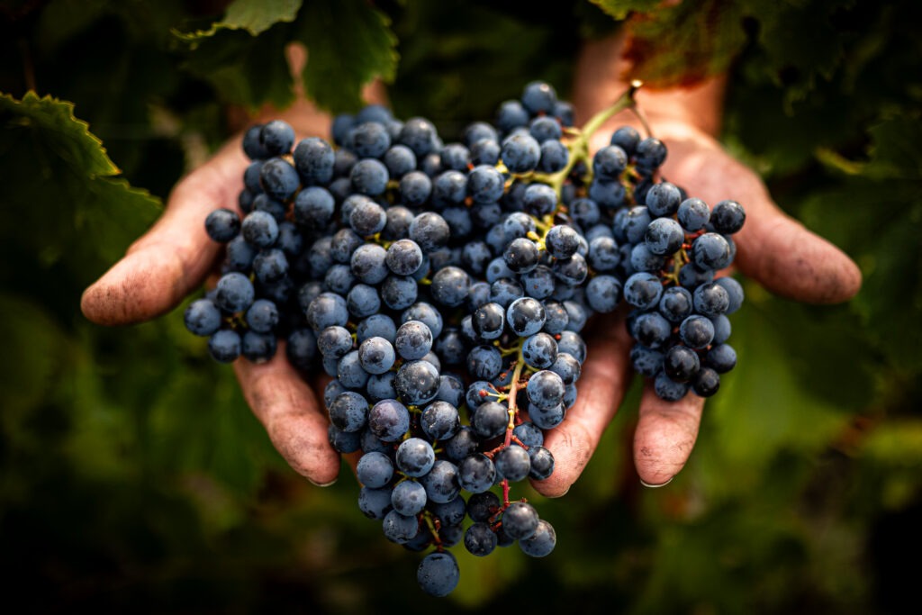 photographe vins et spiritueux Charente – antoine ollier photographie-5